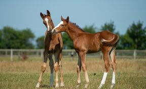 Trakehnerfohlen 2019 Reiterhof