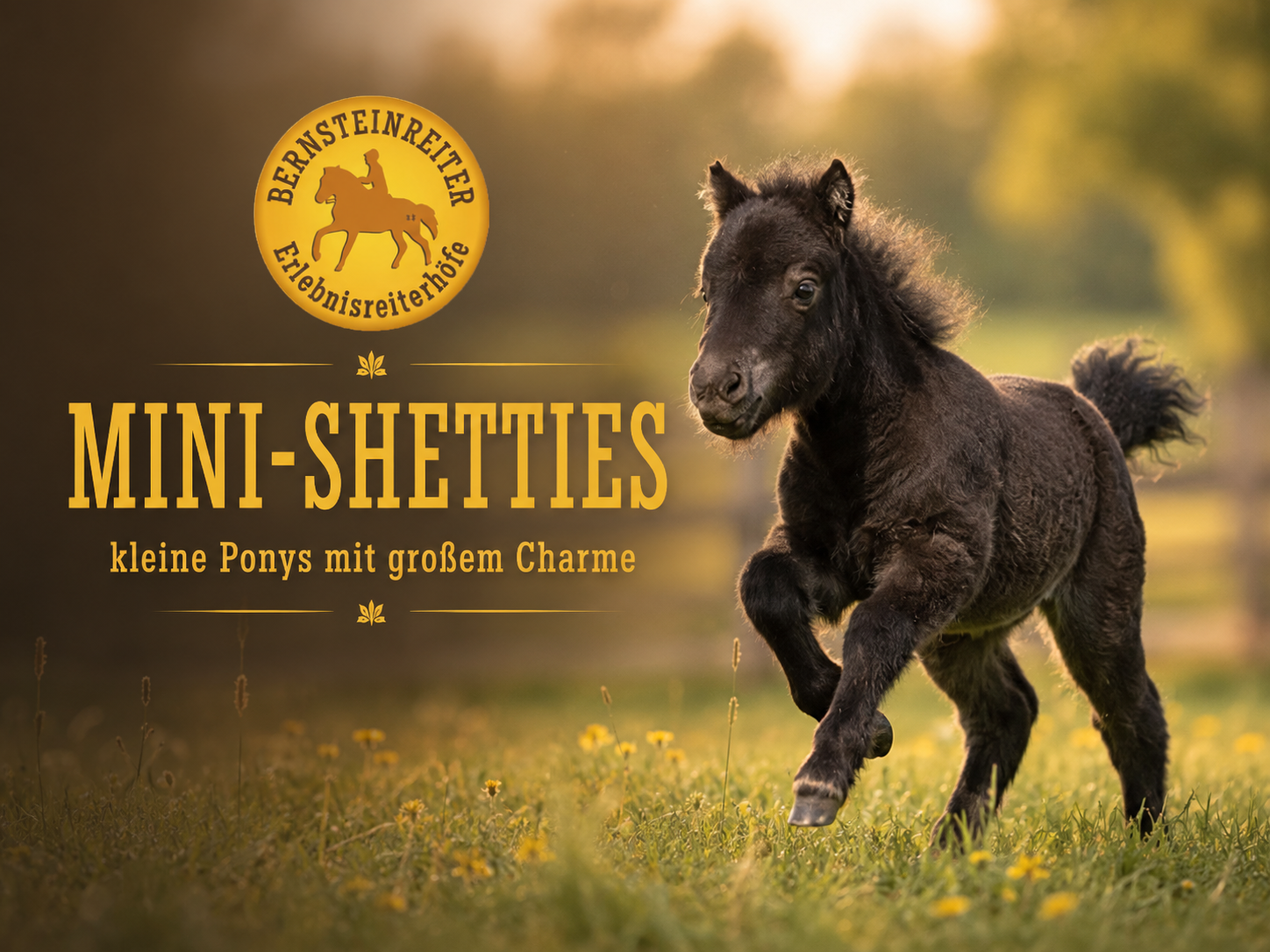 Mini-Shetties – kleine Ponys mit großem Charme